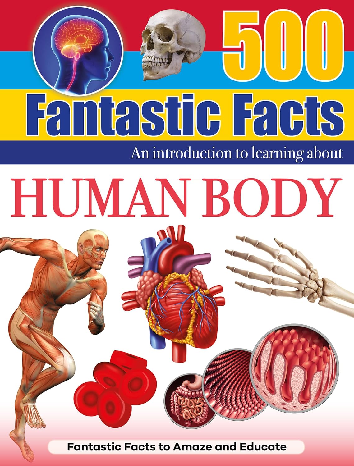 500 Fantastic Facts - The Human Body - Children's Reference Book - STEM Learning