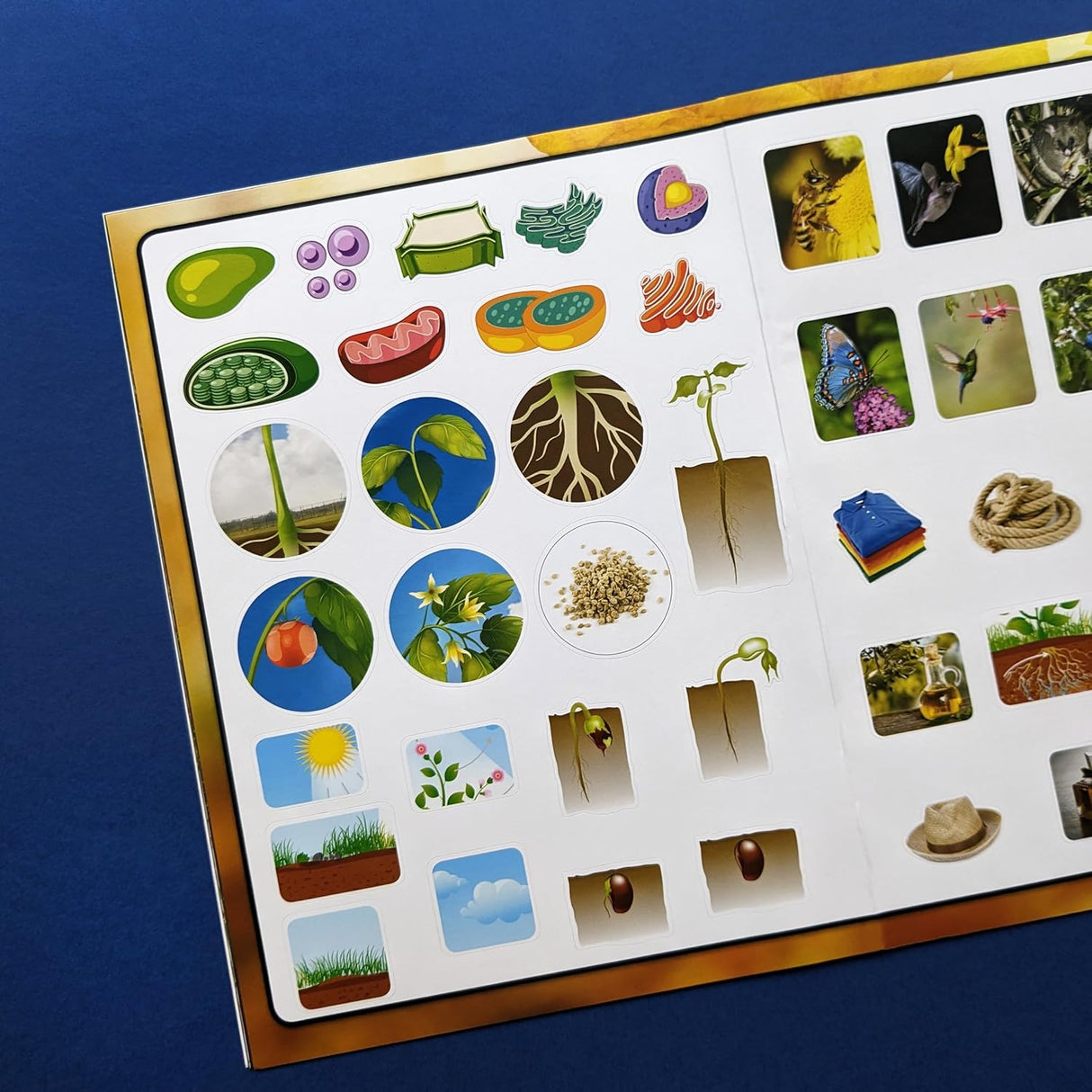 Discover Botany Sticker Book - Find, Stick and Learn