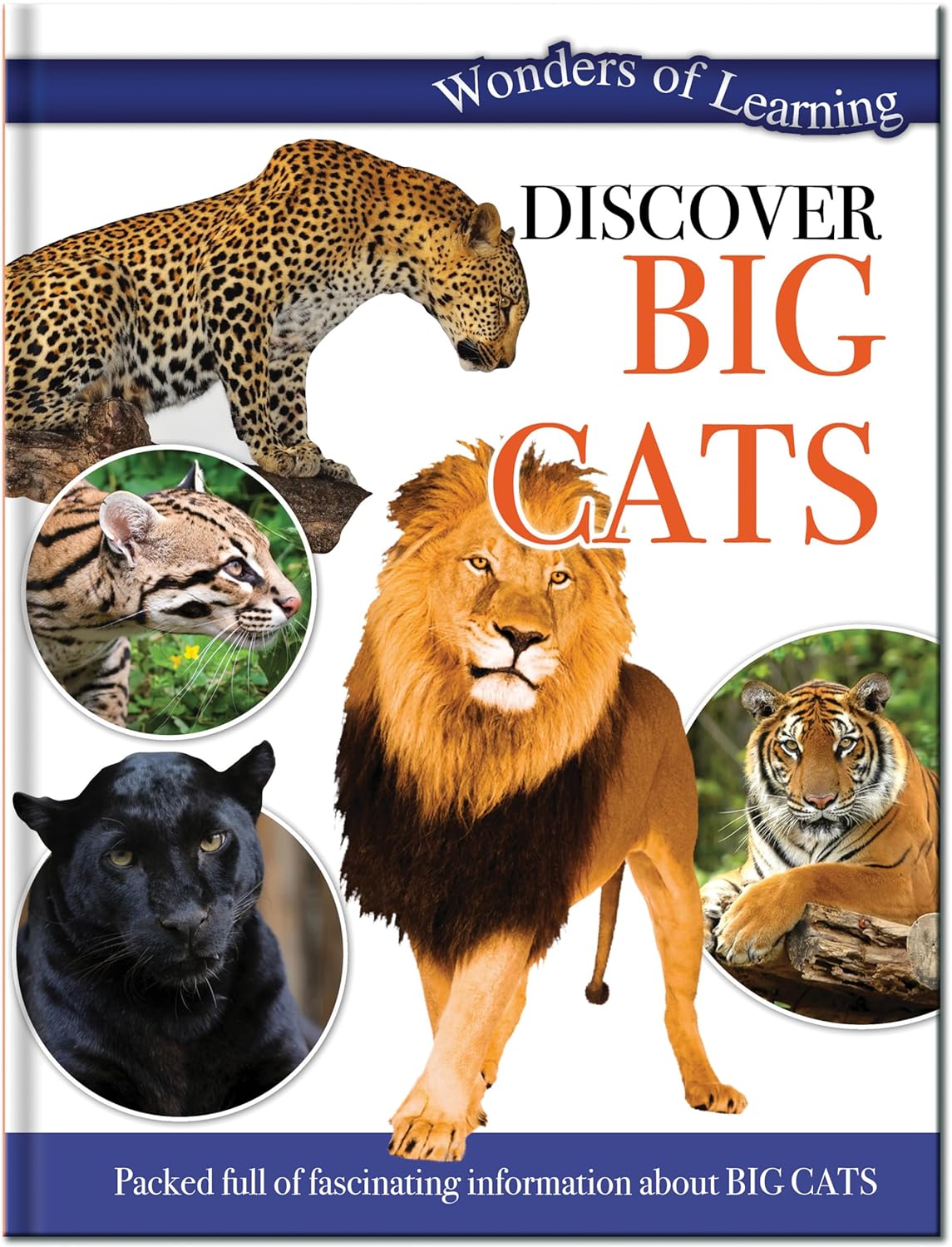 Discover Big Cats - Children's Reference Book