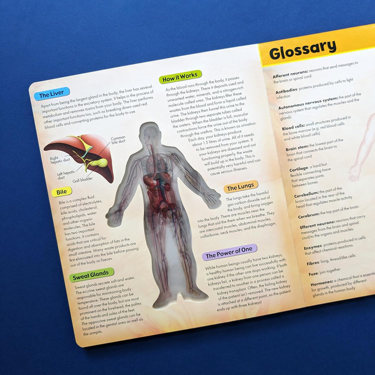 Discover the Human Body in 3D – Children’s Anatomy Book