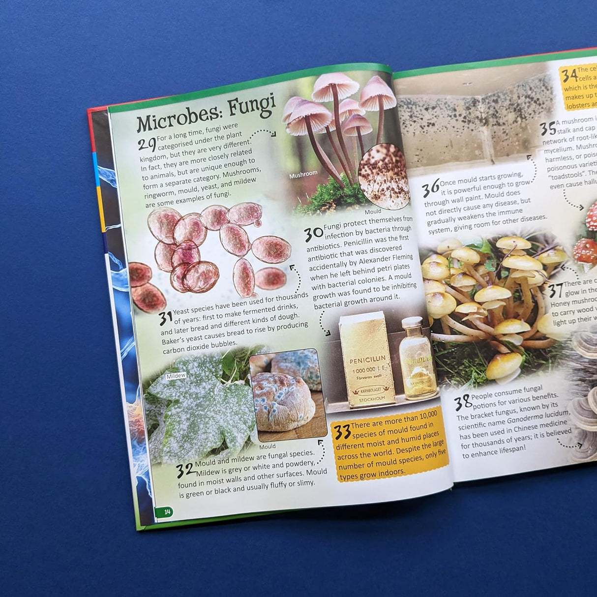 500 Fantastic Facts - Biology - Children's Reference Book - STEM Learning