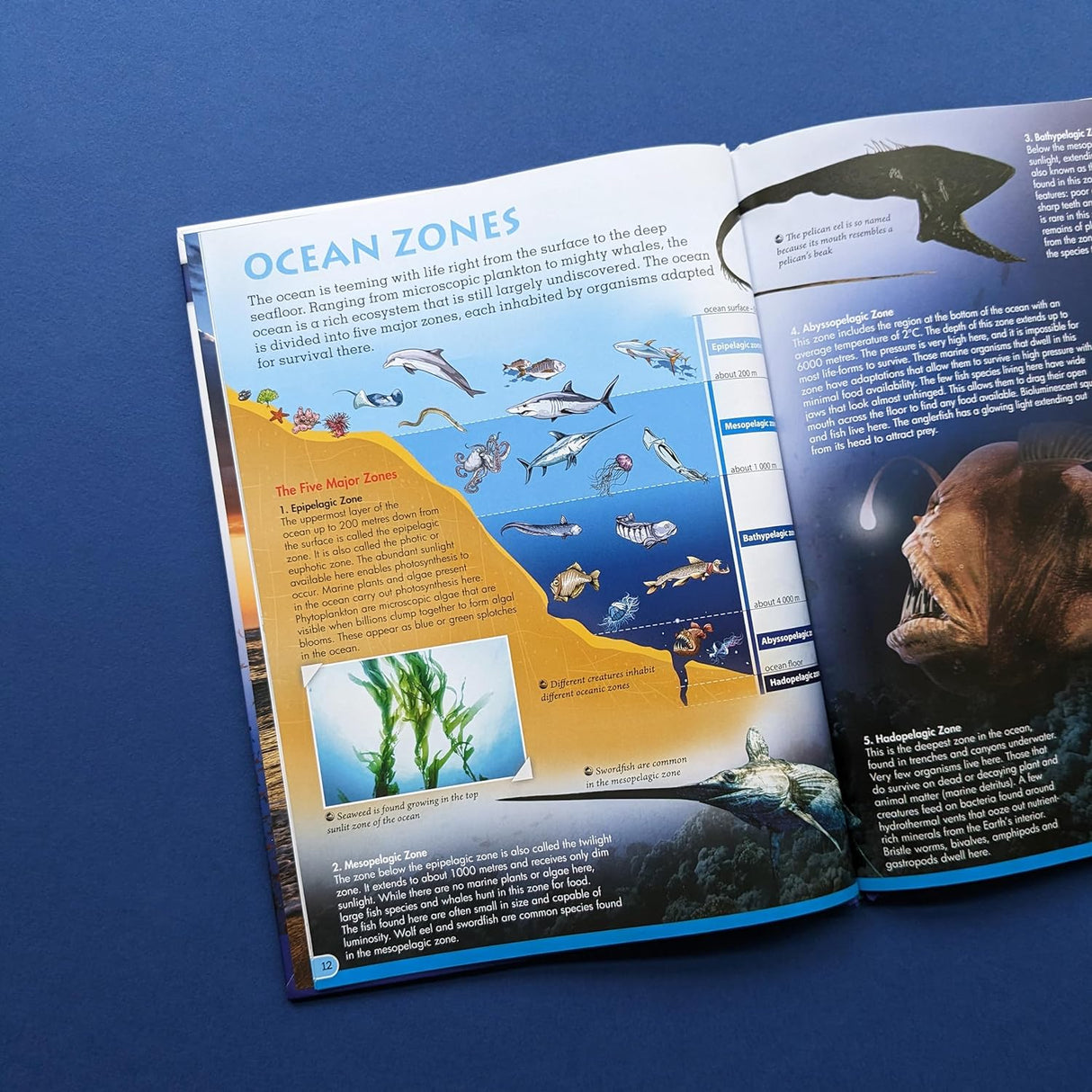 Discover Oceans - Children's Reference Book