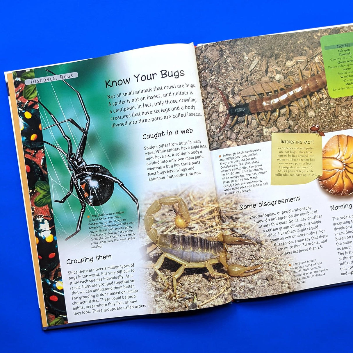 Discover Bugs - Children's Reference Book
