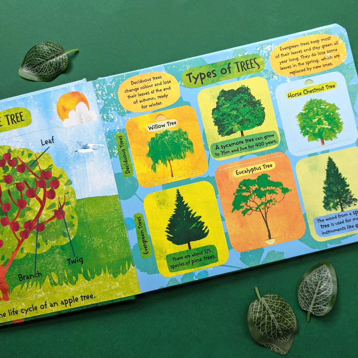 The Life Cycle of Trees - Children’s Lift-the-Flap Book