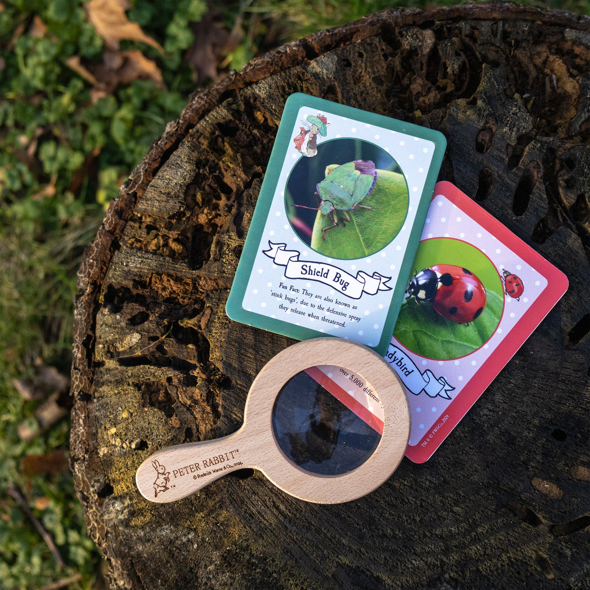 Peter Rabbit Bug Spotter Activity Set