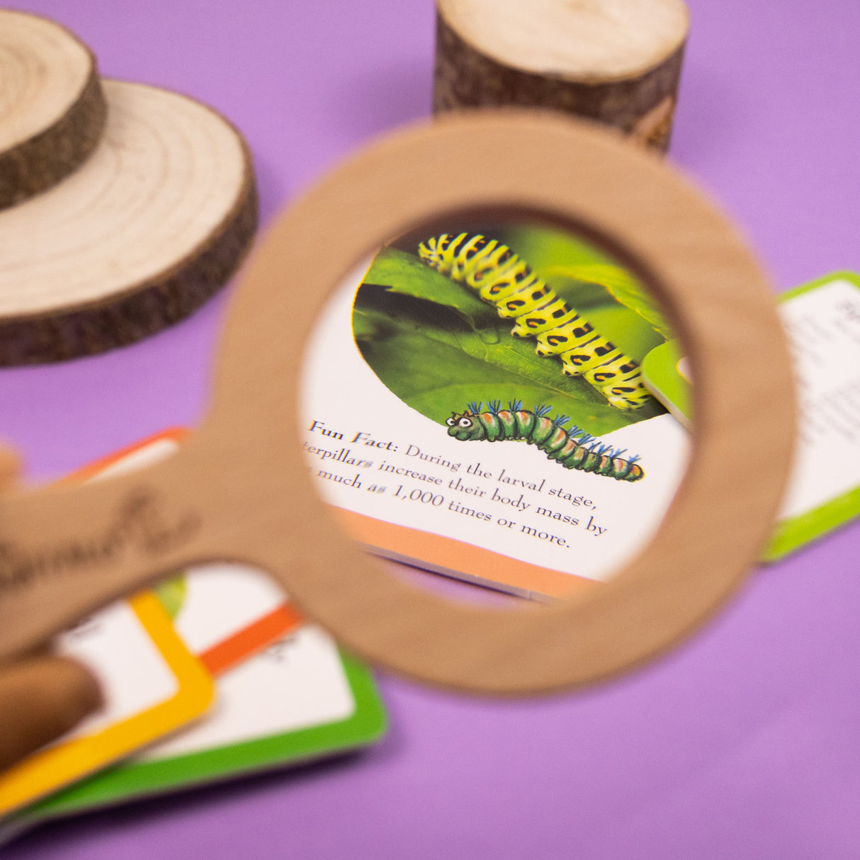 The Gruffalo Bug Spotter Activity Set