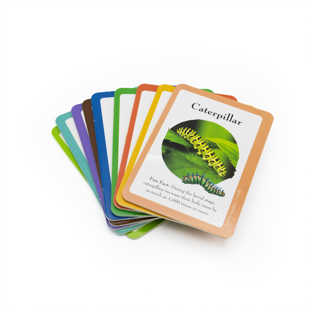 The Gruffalo Bug Spotter Activity Set