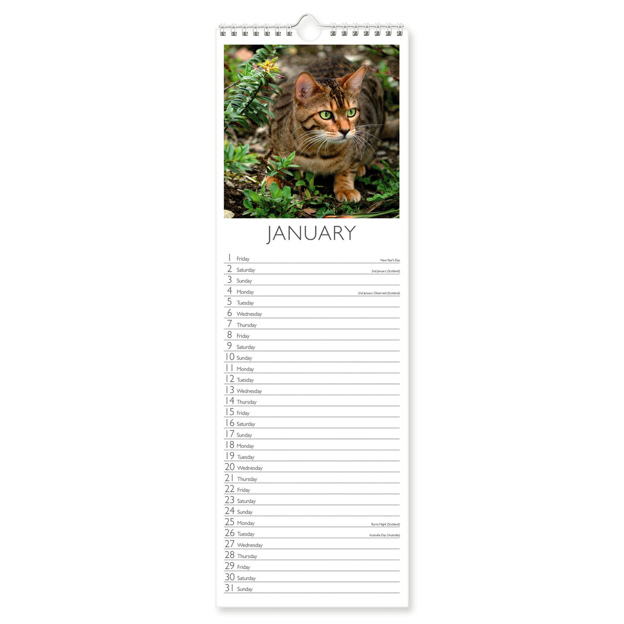 Cats Slim Wall Calendar 2027