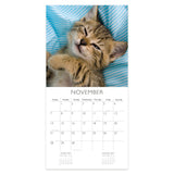 Cats Square Wall Calendar 2027