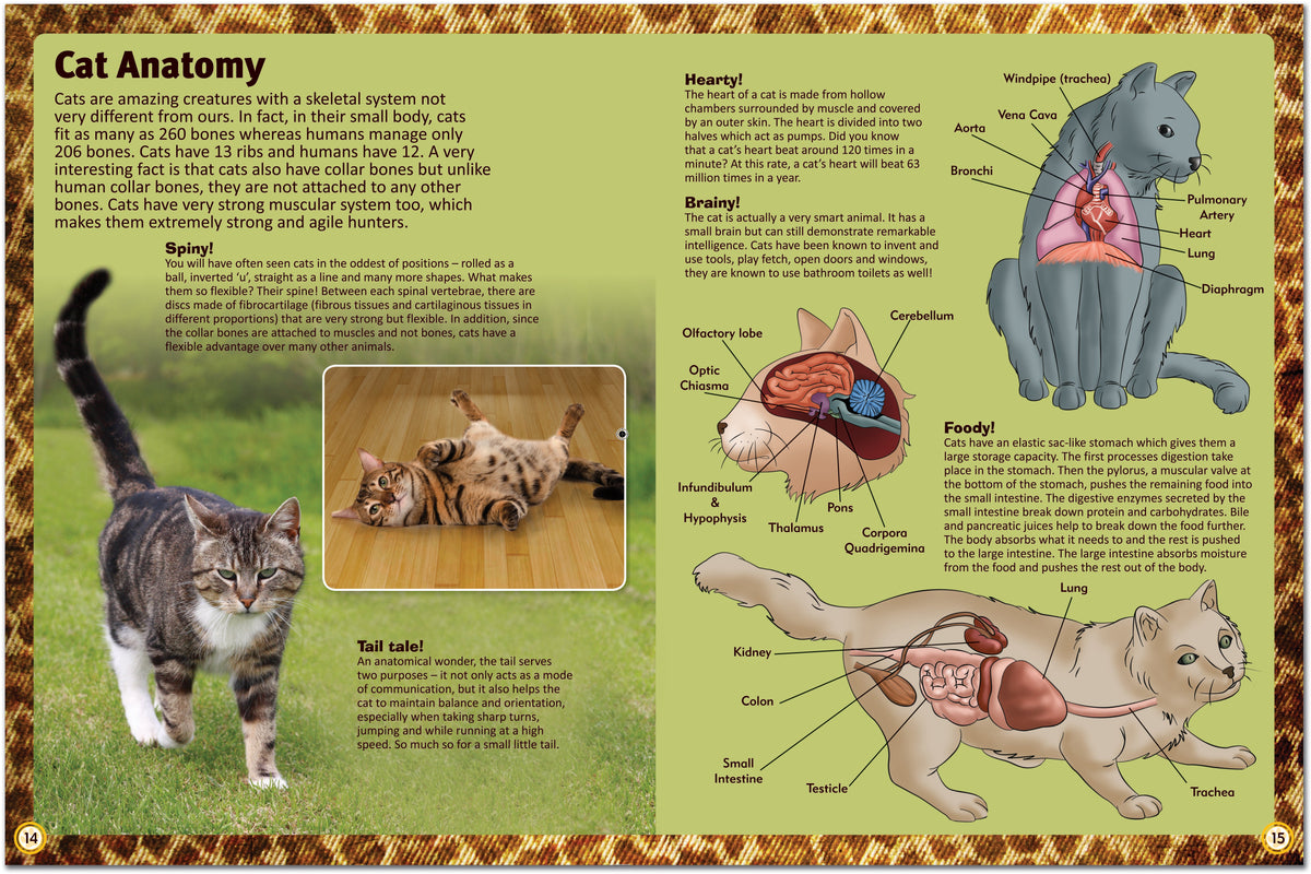 Cat Types Reference Encyclopedia of Cats: A Comprehensive Guide to Cat Breeds - Children's ...