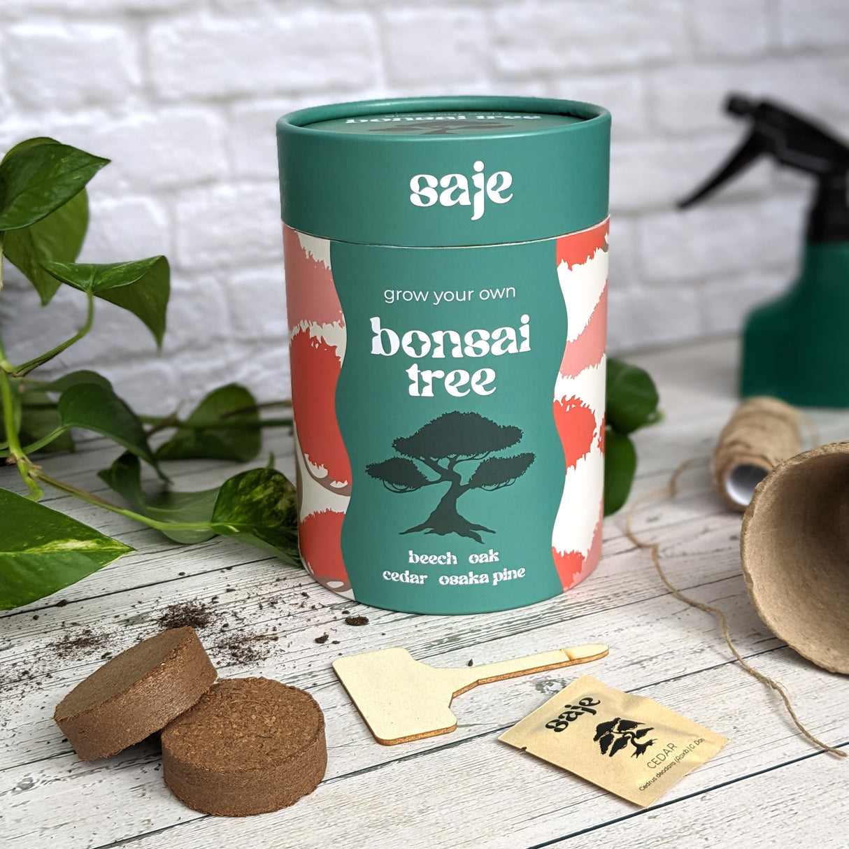 Saje Grow Your Own Bonsai Tree Kit - Includes Seeds, Bio Pots and Coir Pellets