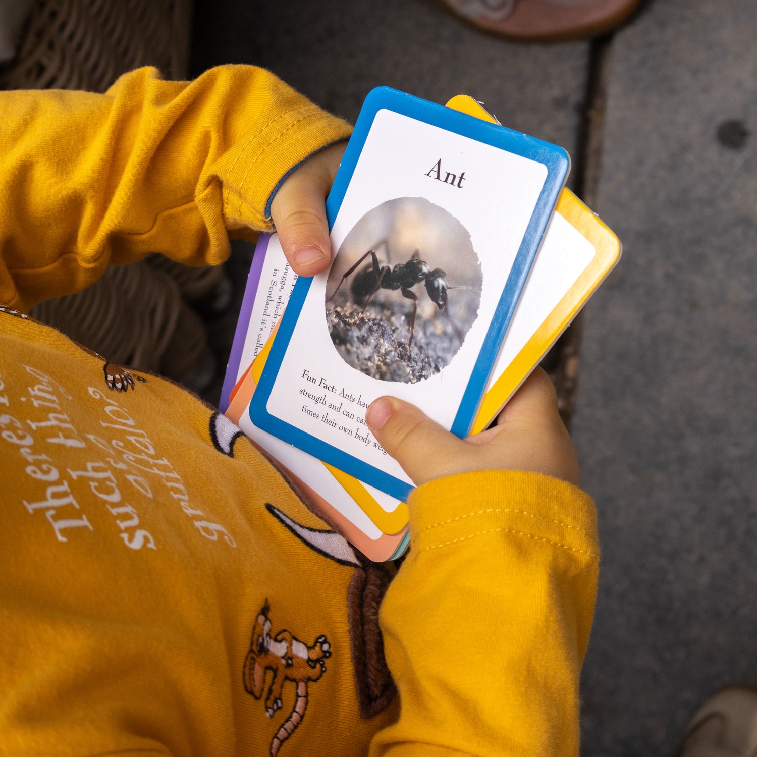 The Gruffalo Bug Spotter Activity Set