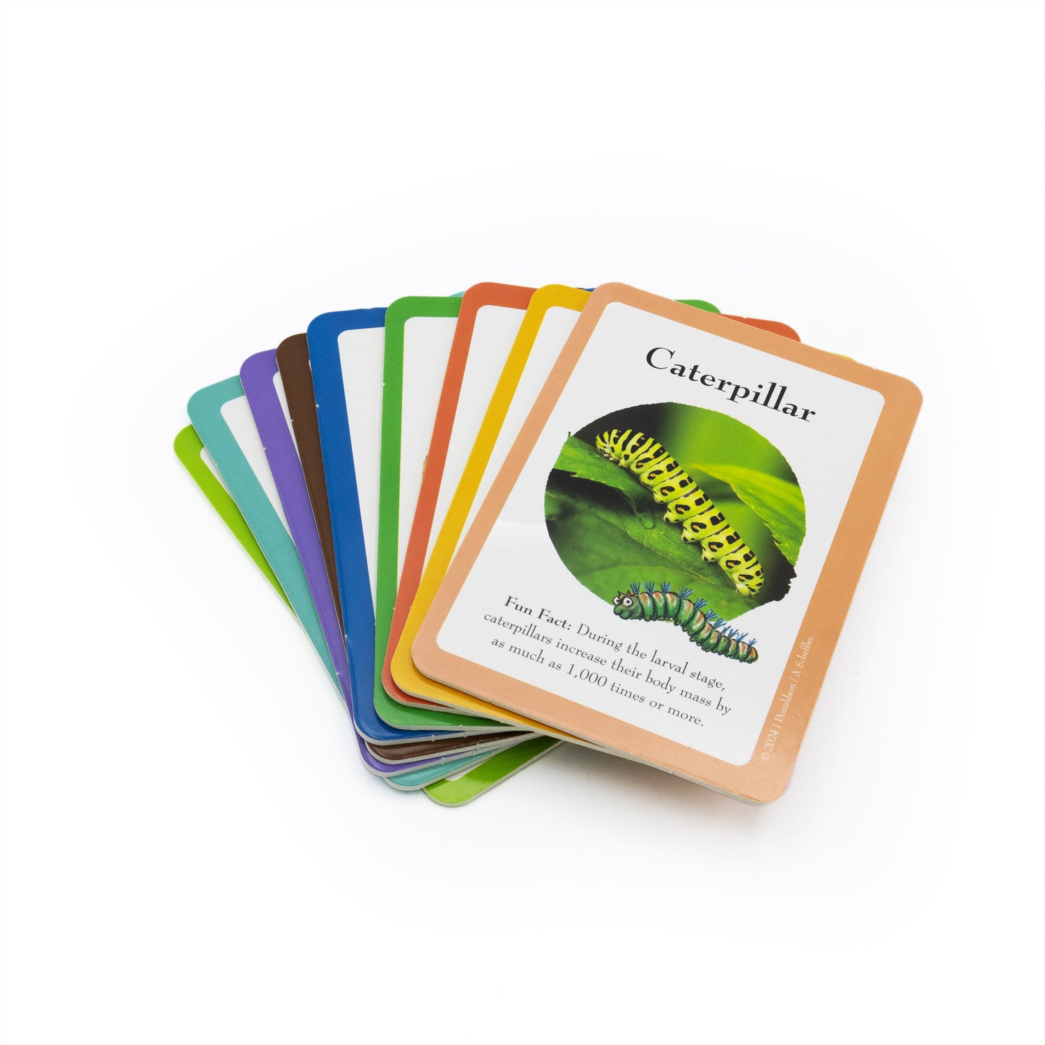 The Gruffalo Bug Spotter Activity Set